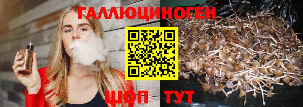 Кизилюрт  Псилоцибиновые грибы прущие грибы  Вход с VPN  Галлюциногенные грибы Psilocybe 